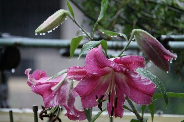 雨です。