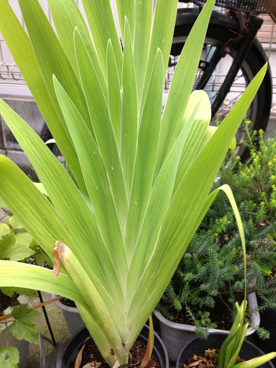 和のイメージな植物たち