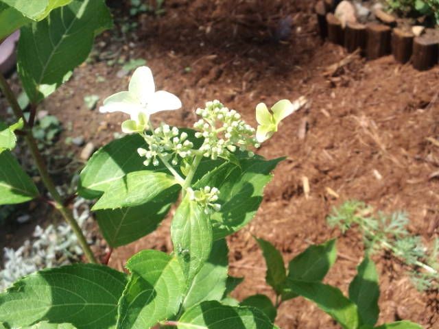 アジサイの初開花