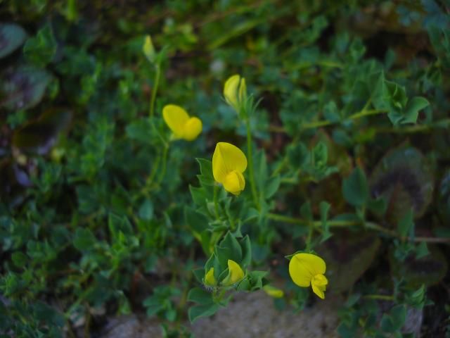 愛のかんざし　ミントの花　ミヤコグサ