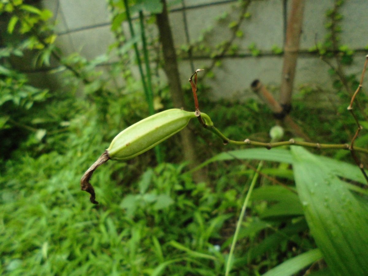 花のあと