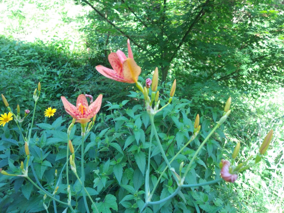 7/18駅の花