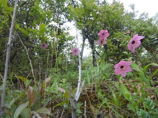 この花を見るために！①