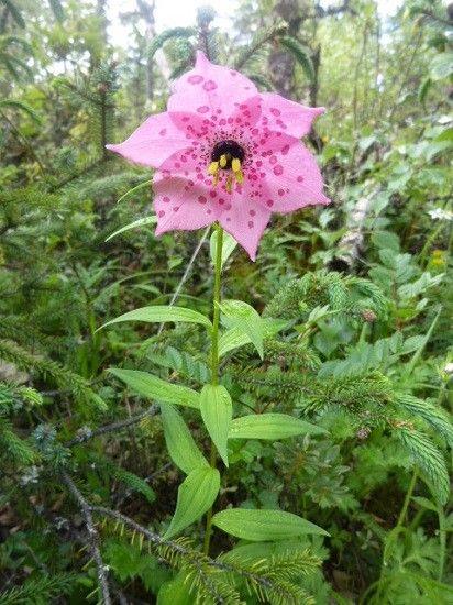 この花を見るために！②