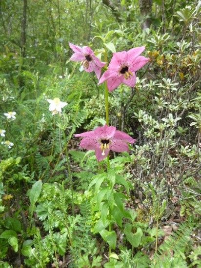 この花を見るために！②