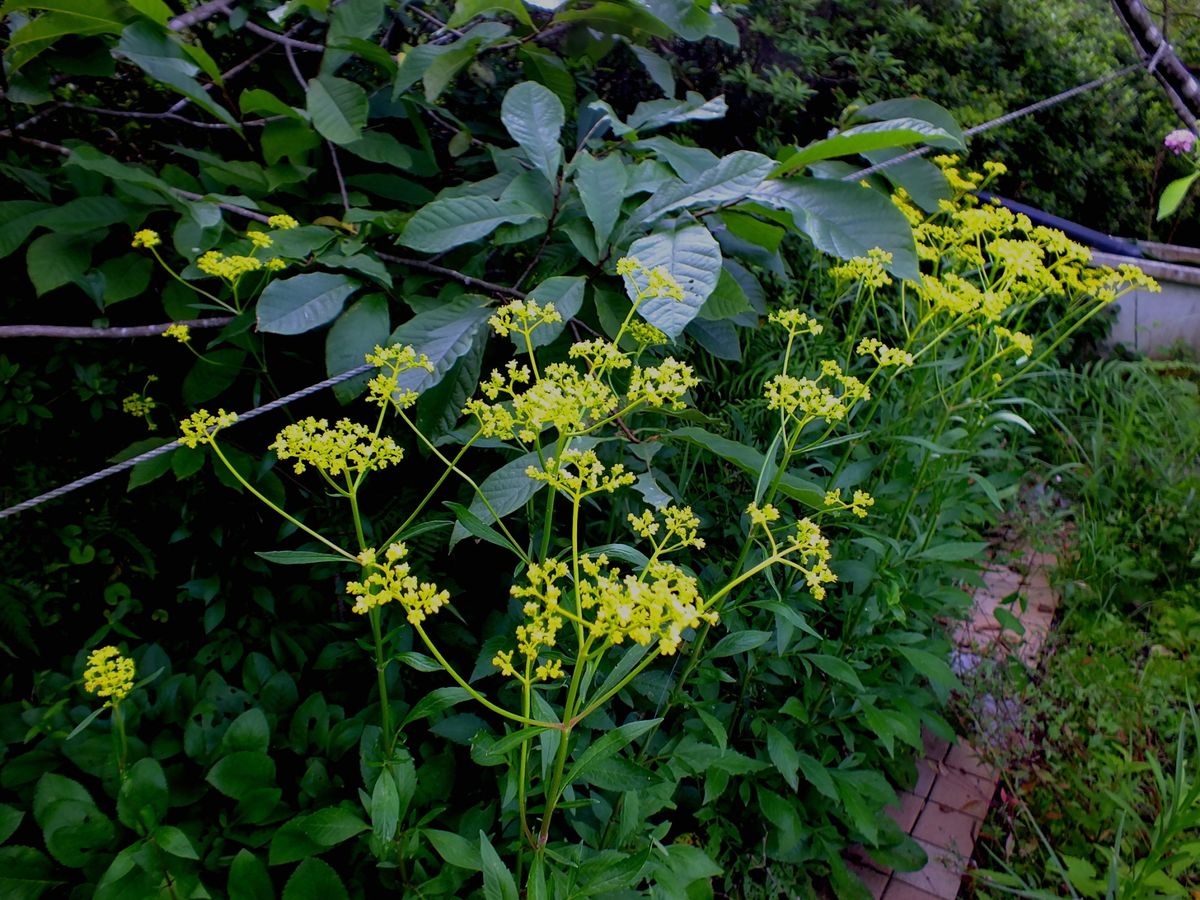 3丁目の花