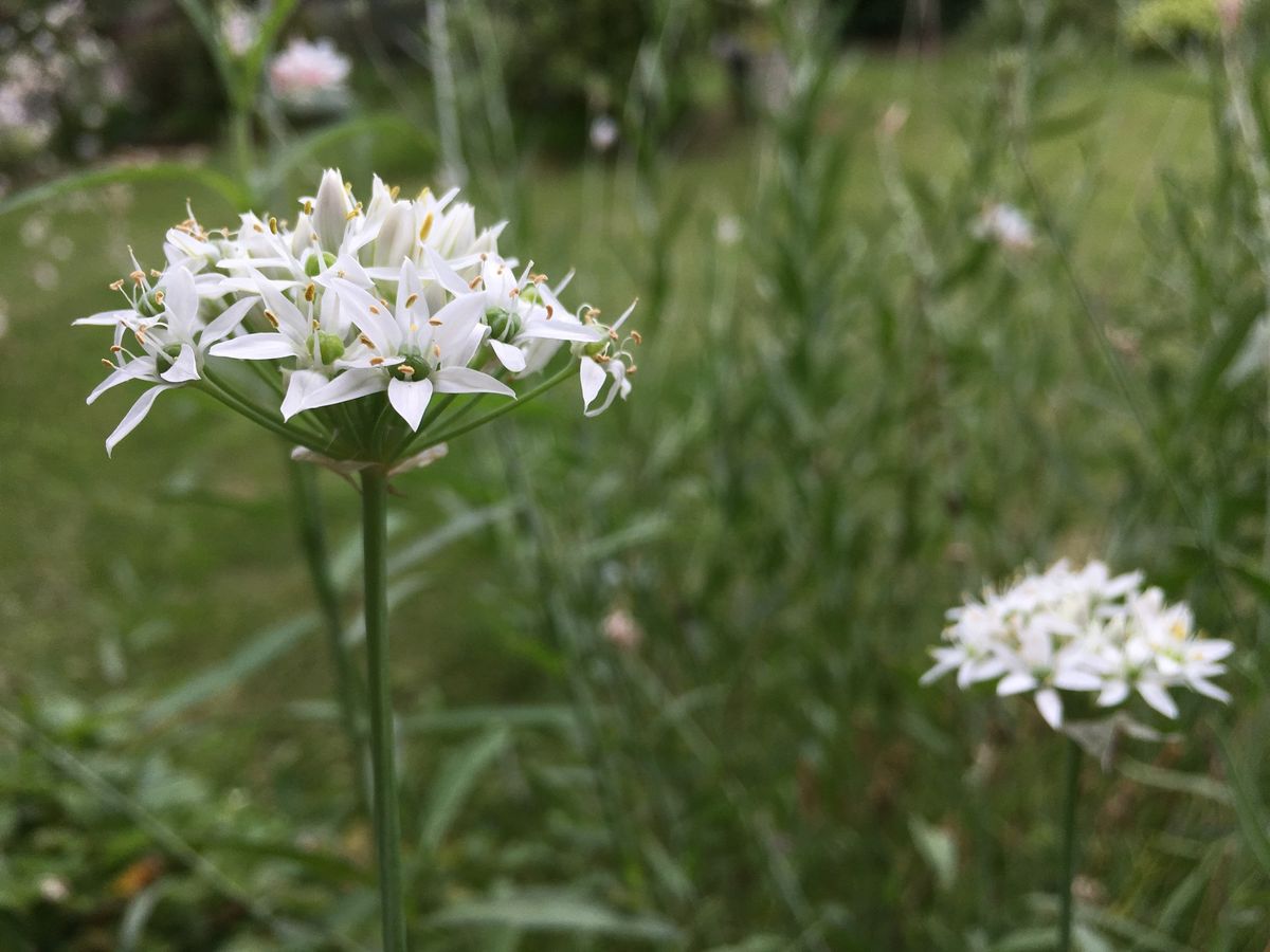 にらの花