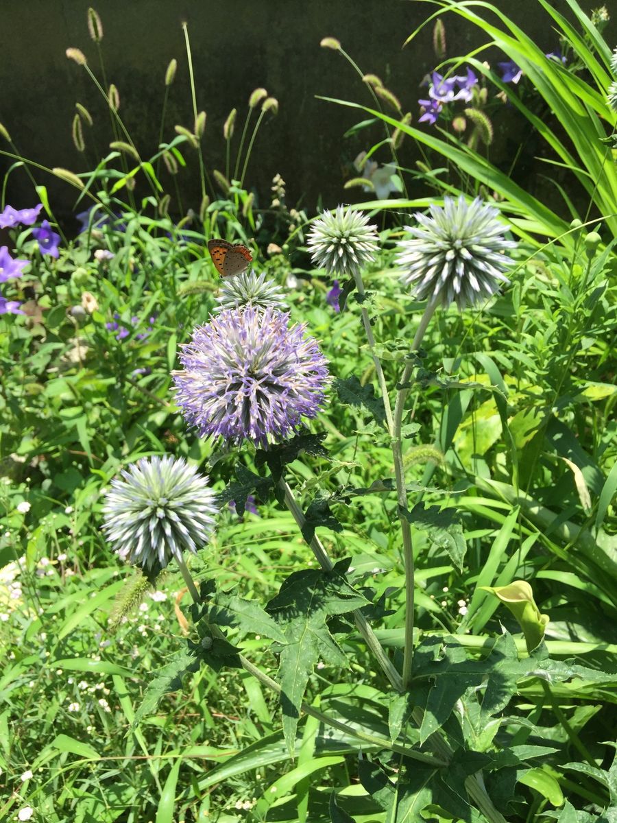 今日の花   2