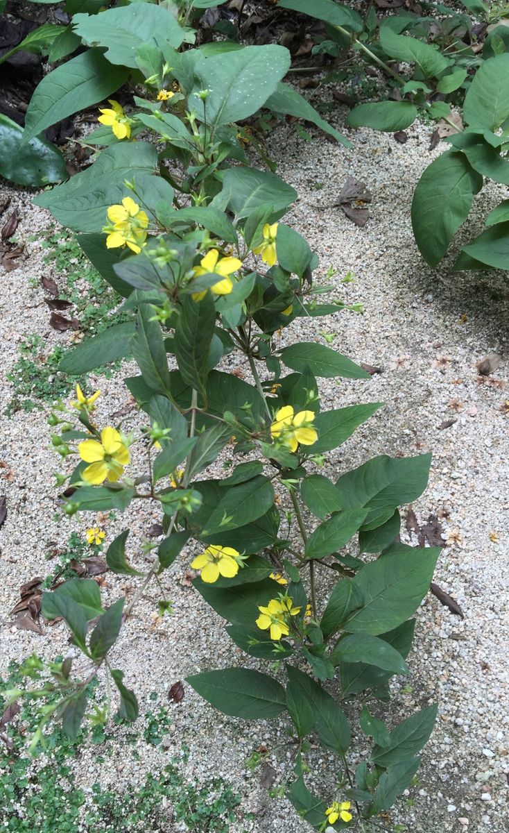 今日の花