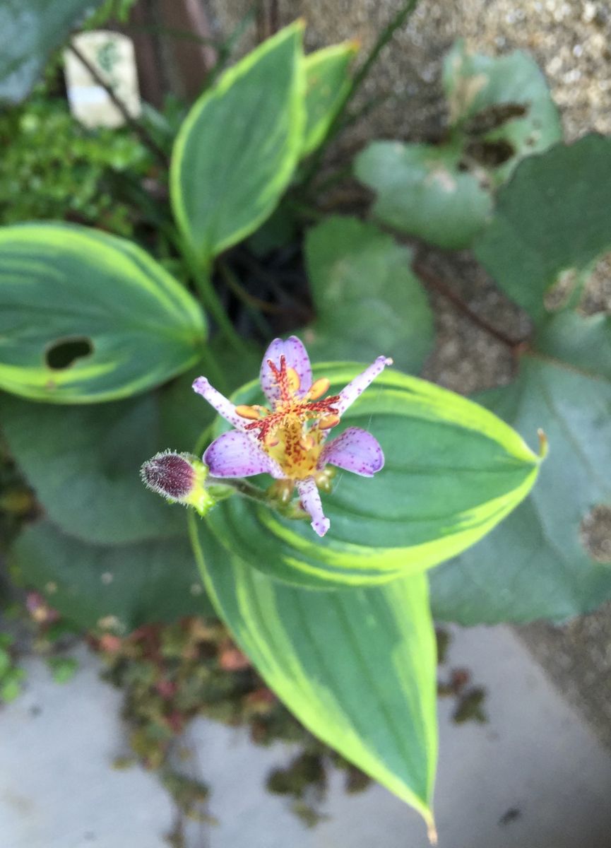 今日の花