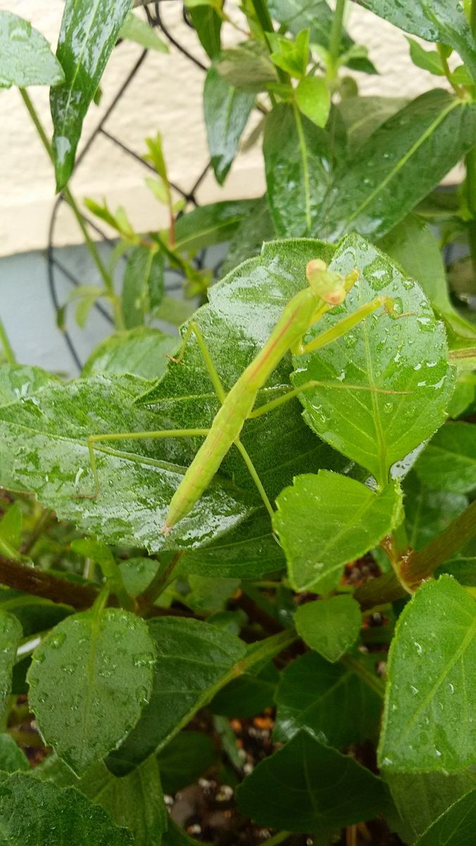 梅雨明けは。。。