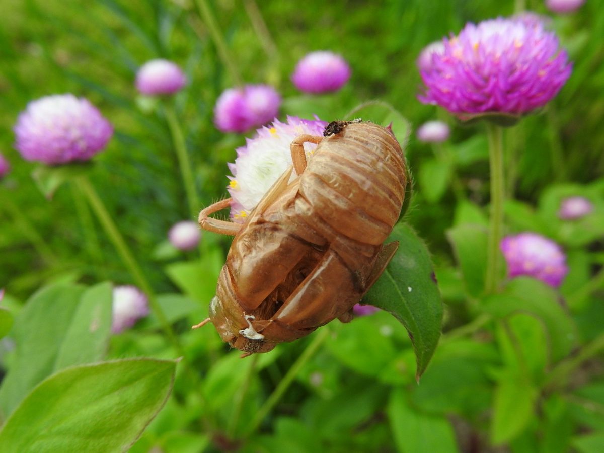 今朝の庭から