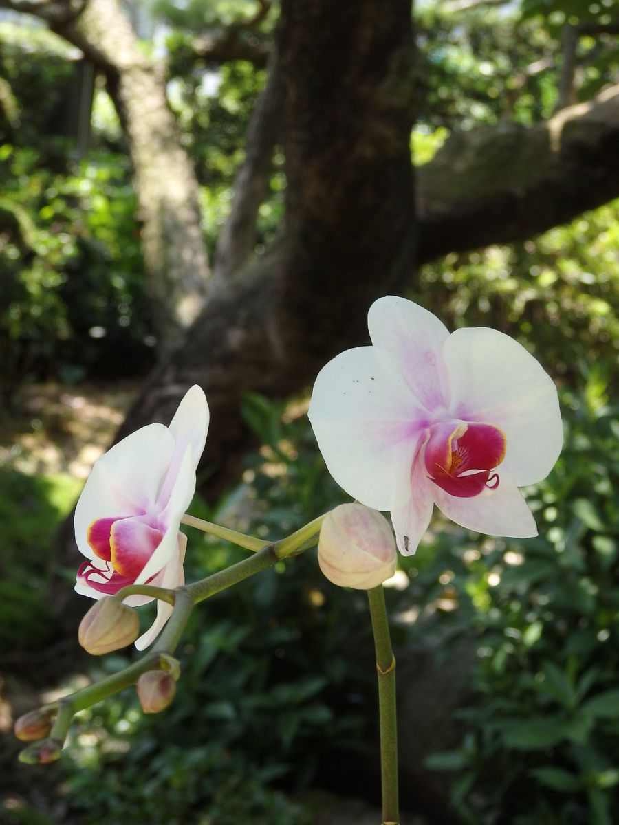 コチョウラン　二度目の開花