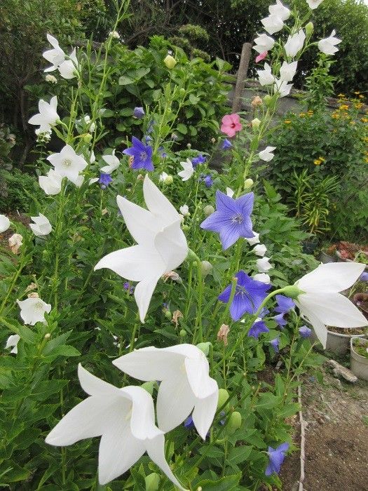 長く咲いてる花