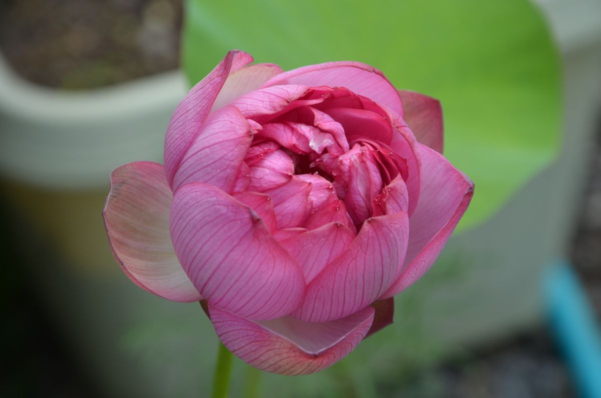 蓮　３日間の花