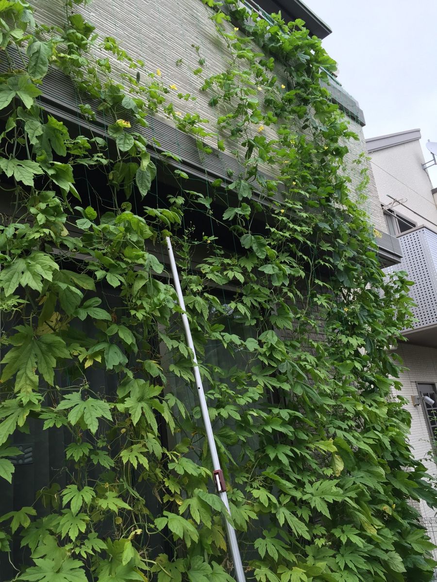 ゴーヤーの収穫がむずかしい🍏🌻