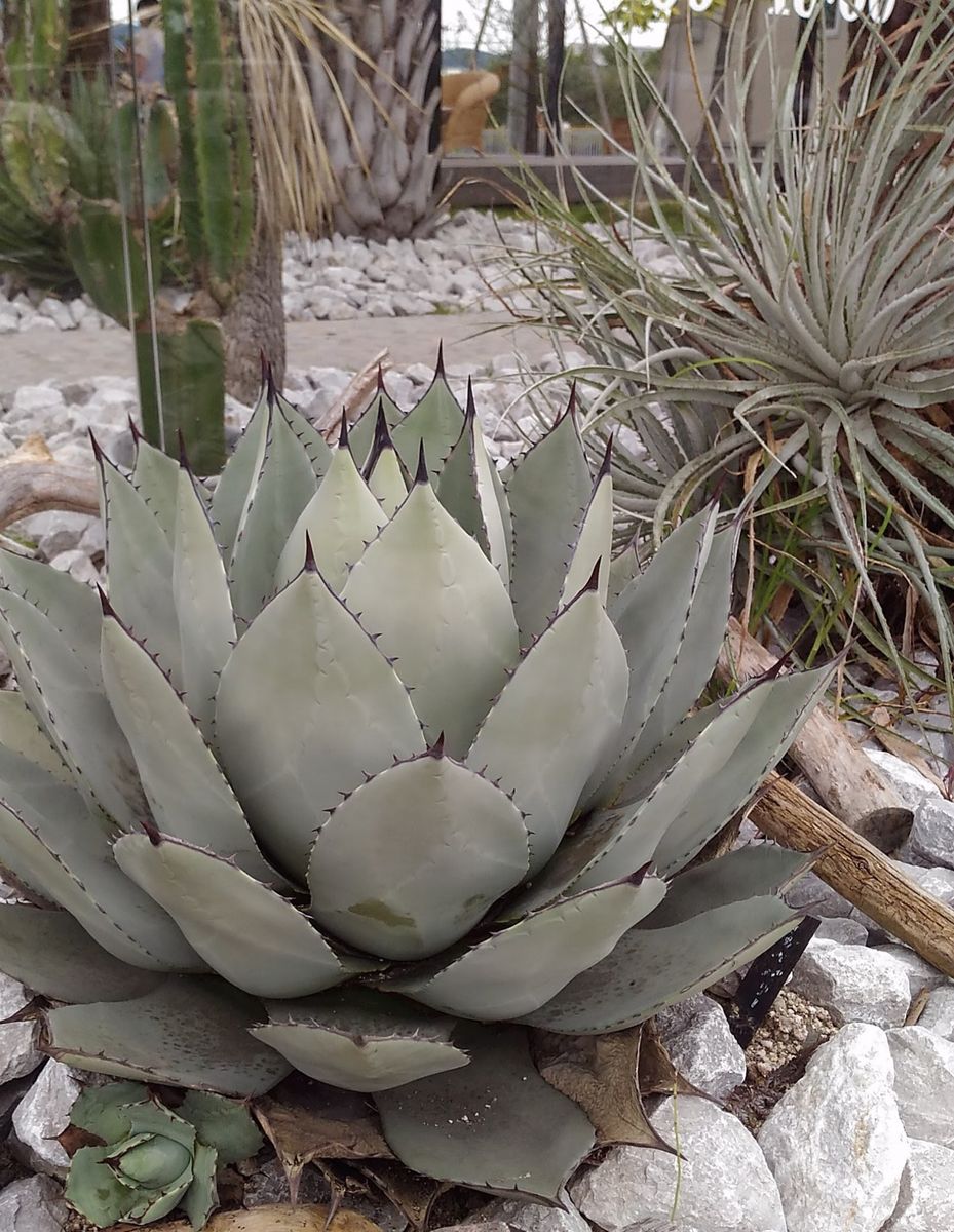 探検先で出会った植物