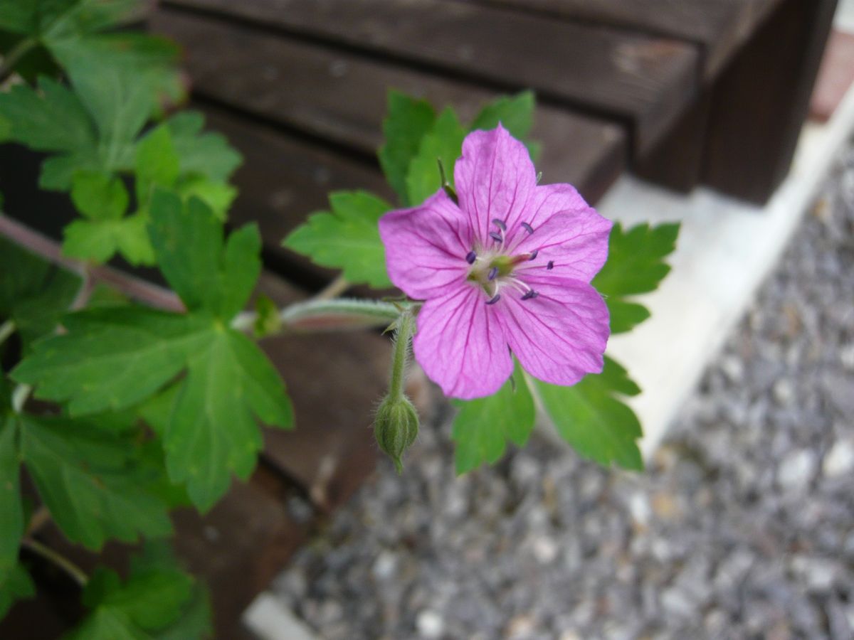 山の花の庭