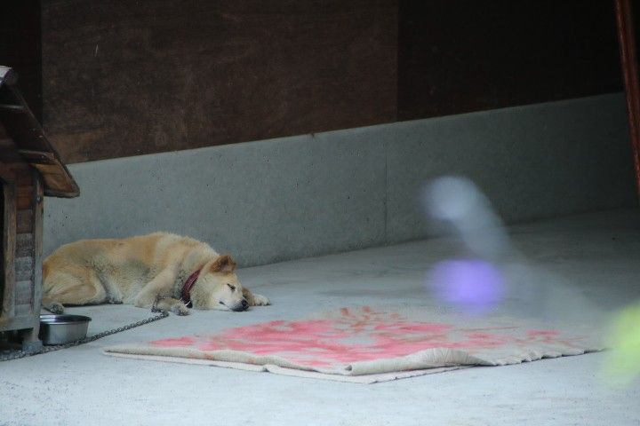 がんばれ、命