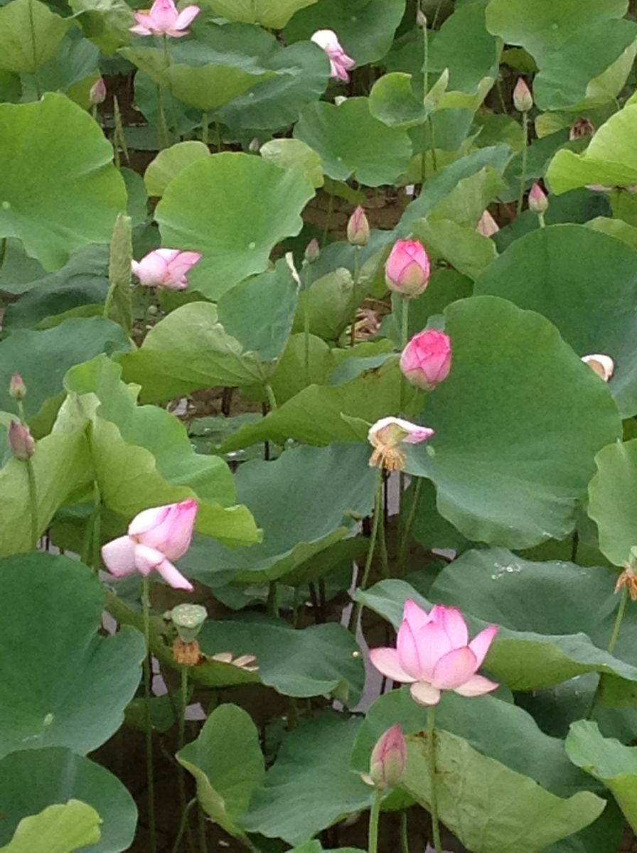 蓮の花が満開