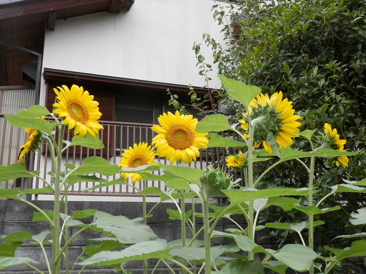 ひまわりの花が咲きました！！