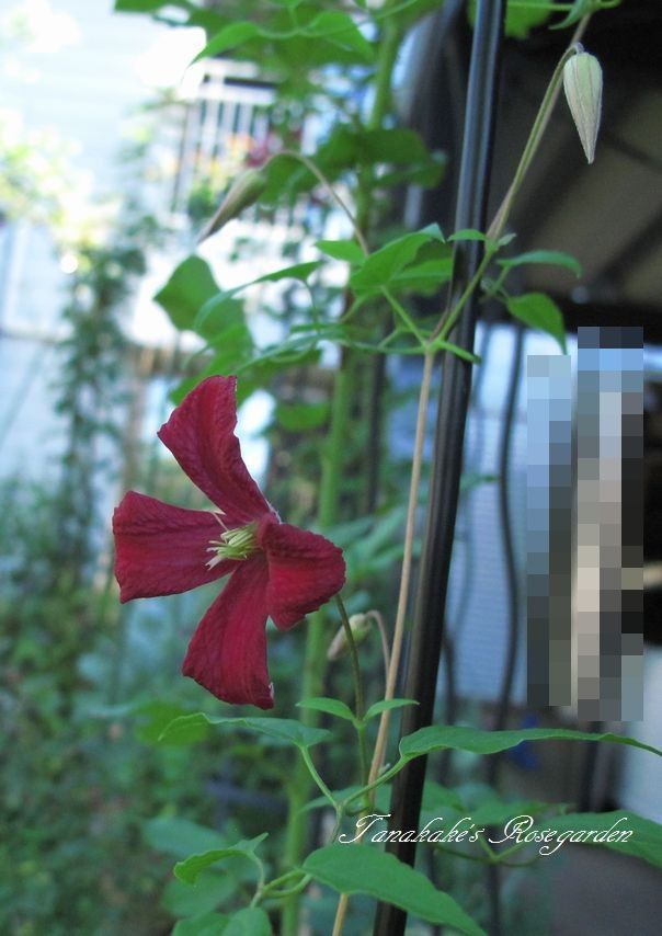 今日のバラ様と、コレボン２番開花