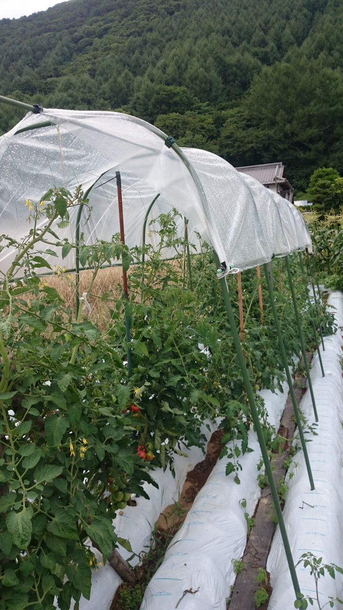 ウチの家庭菜園