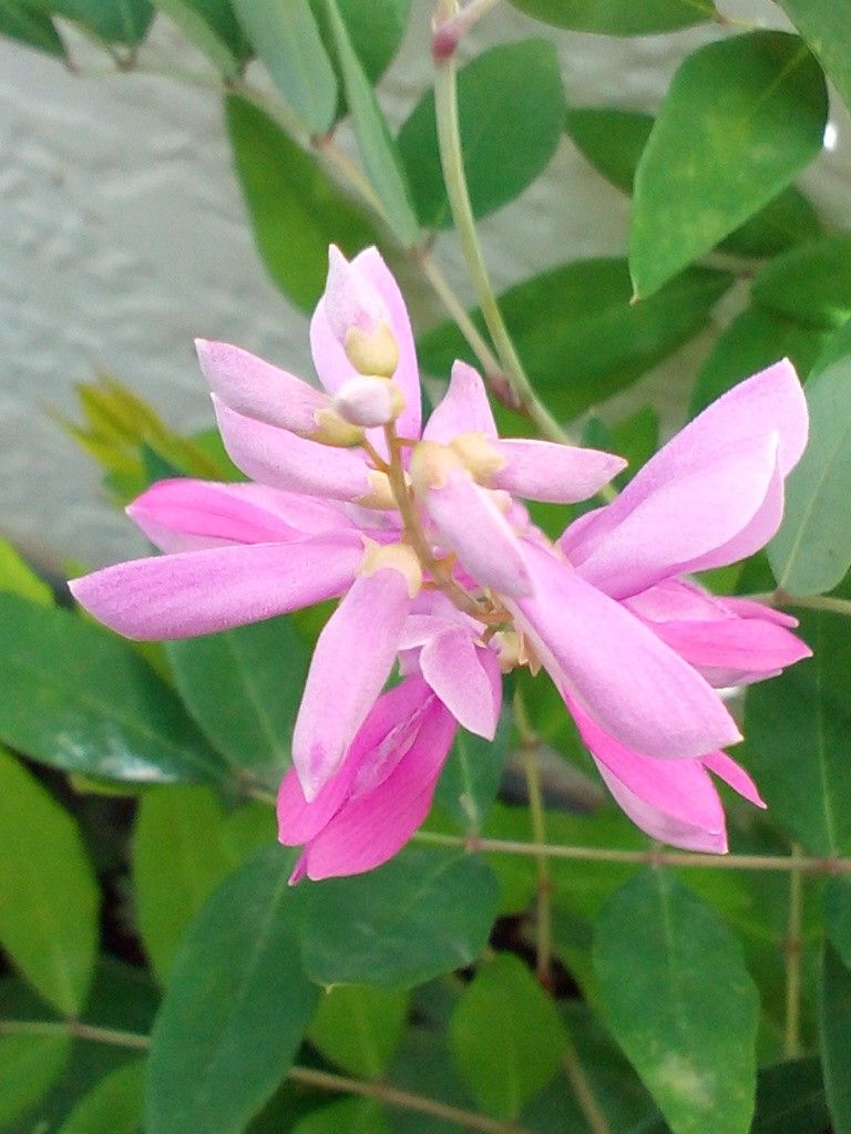 夏と言えば！！(＊´∇｀＊)