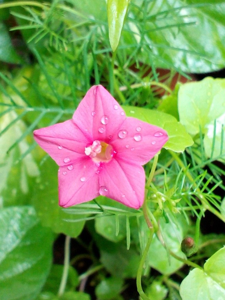 夏と言えば！！(＊´∇｀＊)