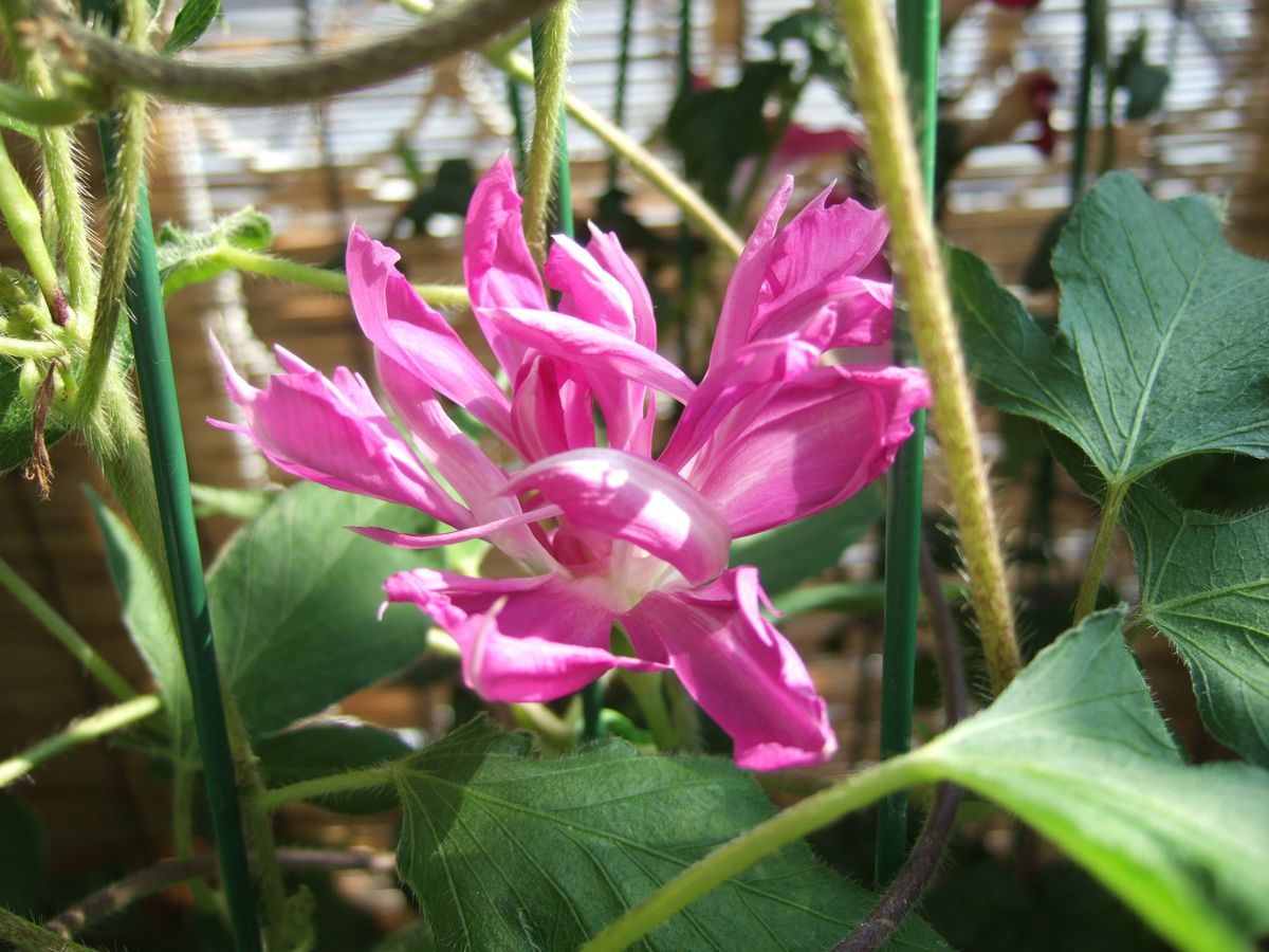 昨日から今日にかけて開花