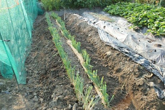 九条ねぎを植え替える