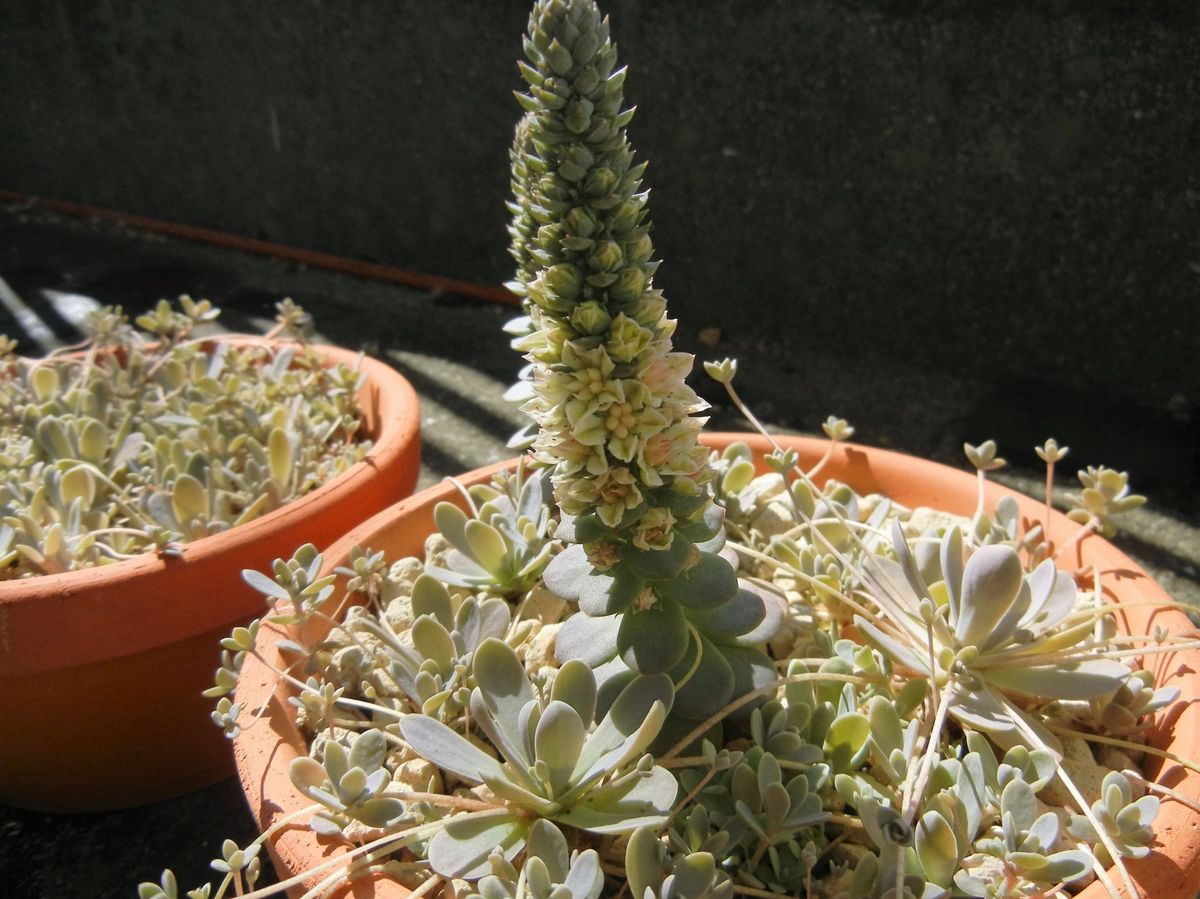 子持ち蓮華の花