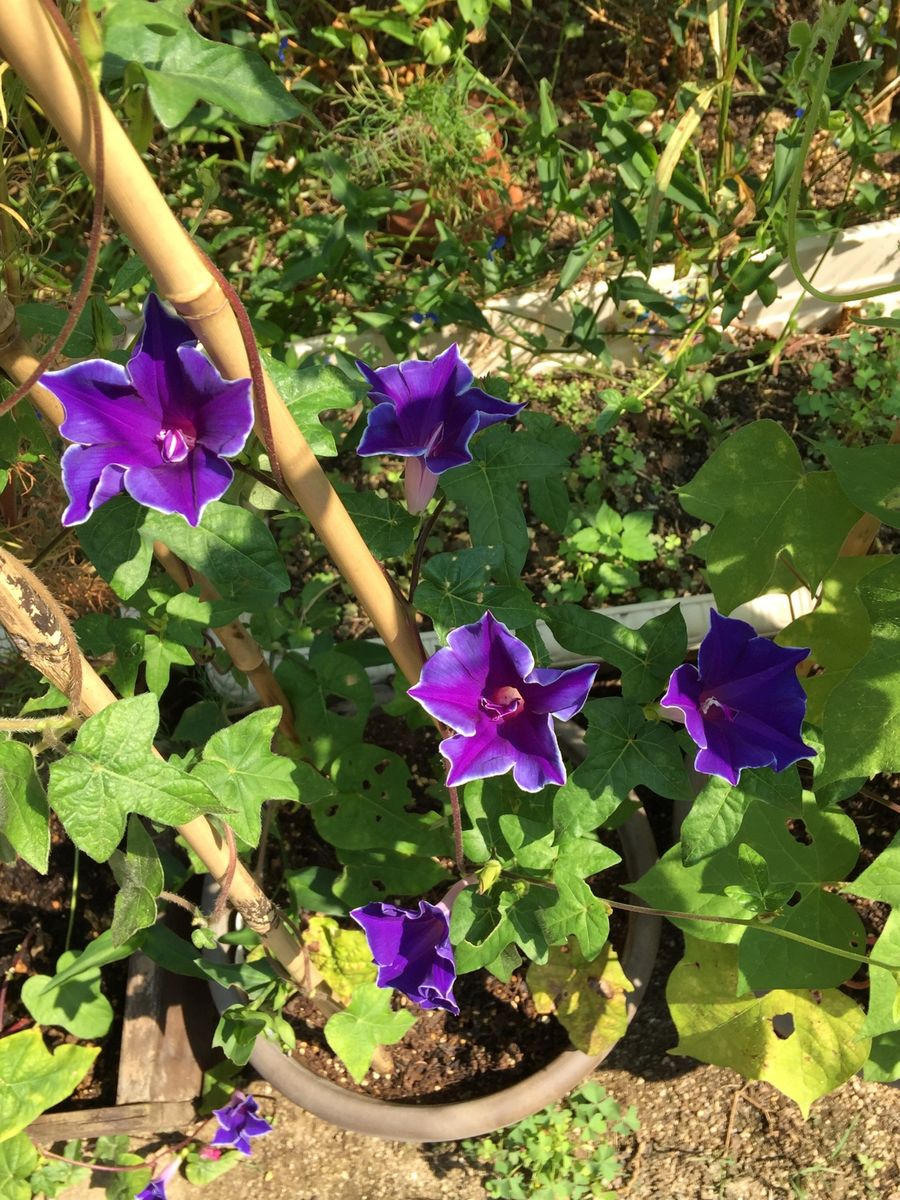 今日の花