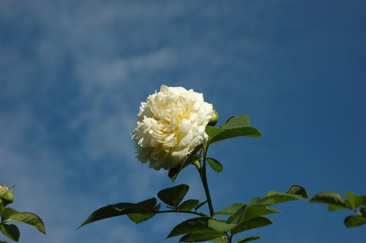 猛暑の薔薇　②