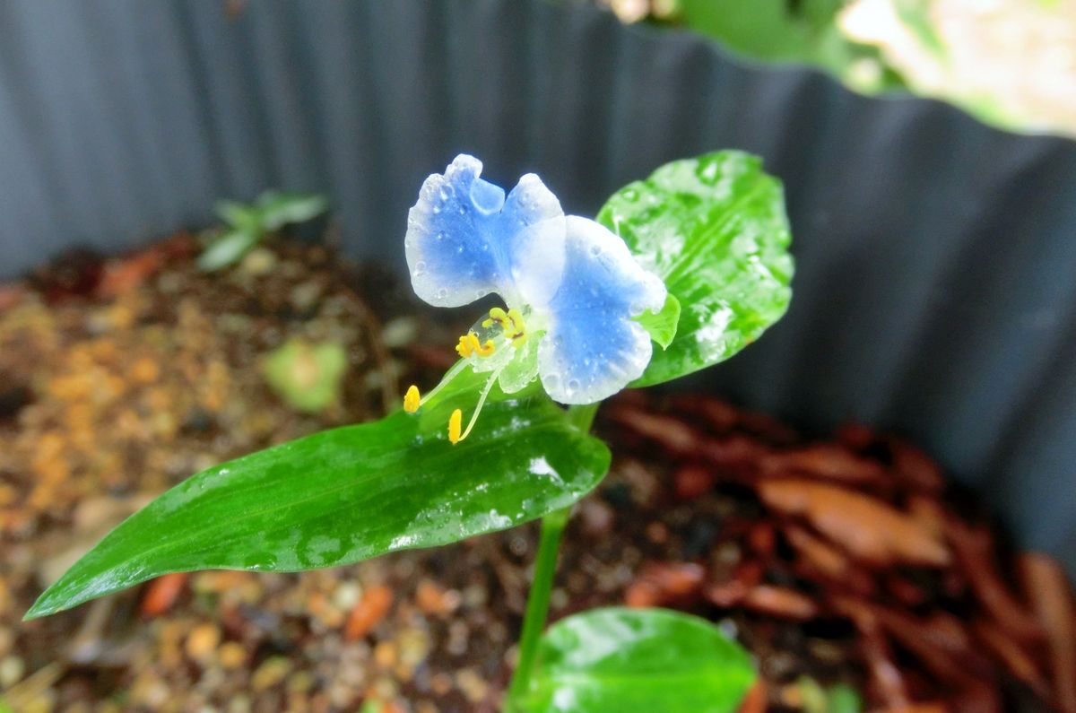 青系のお花たち