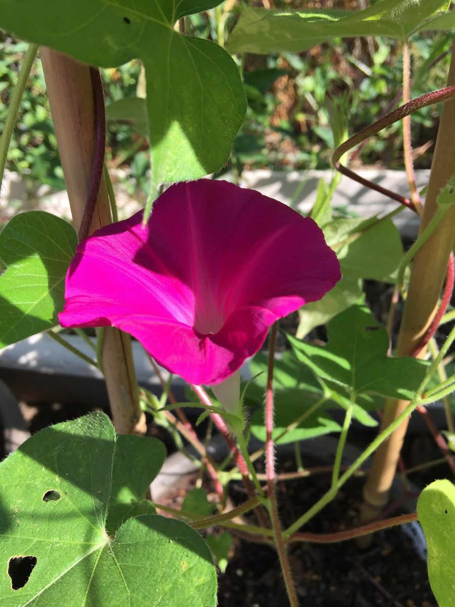 今日の花