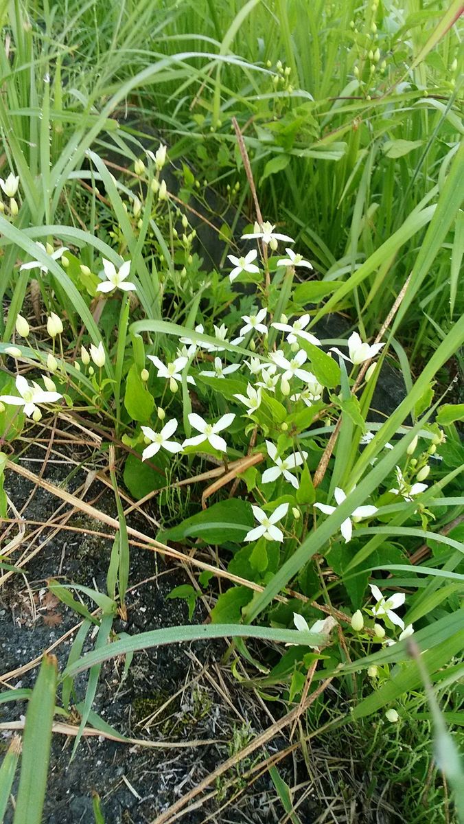 野辺の花