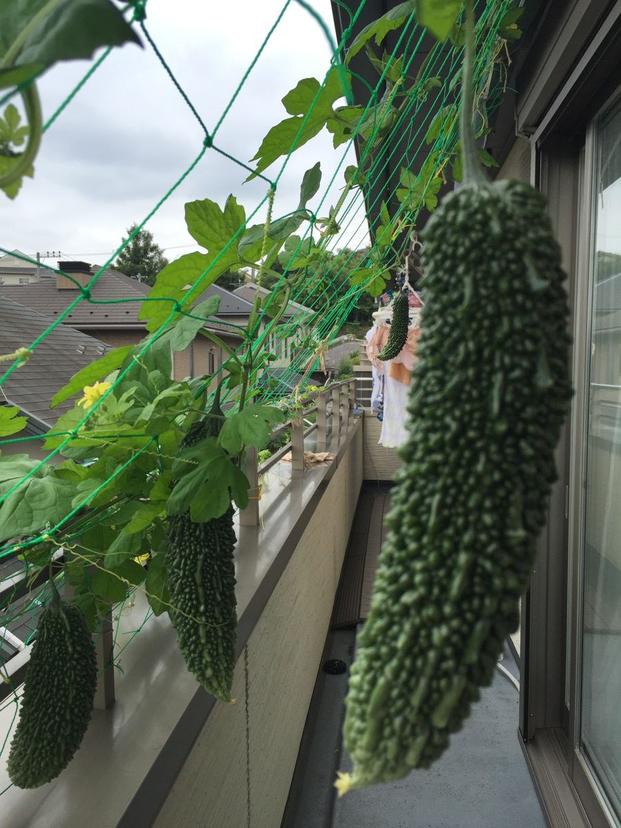 ゴーヤーが伸び続ける🍀🍏🌻