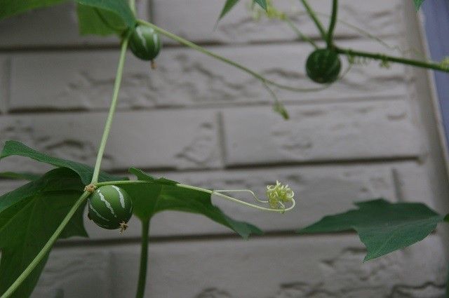 今朝は曇り空