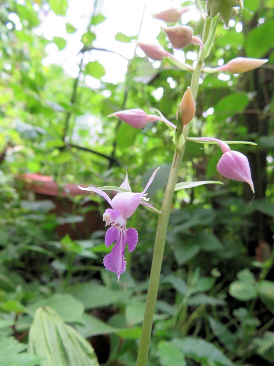 今日の花　８.1８