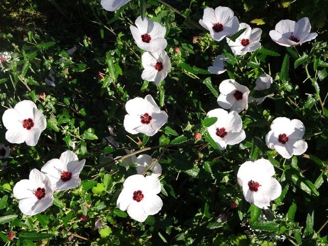 元気な花たち