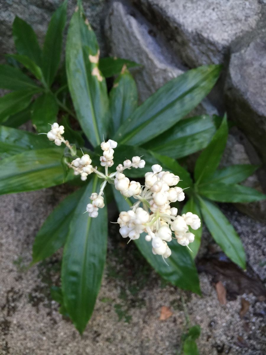 今日の花(薔薇)