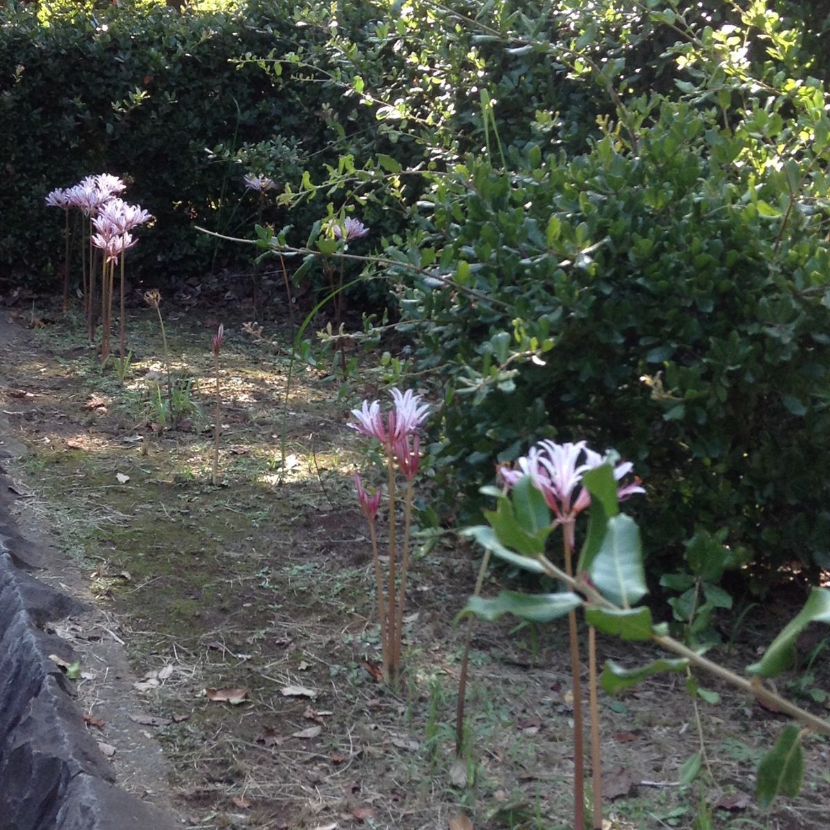 これは帰り道にある公園！