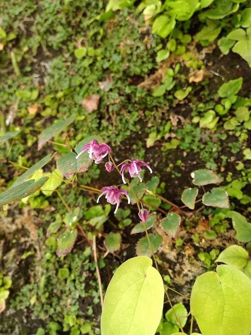 植物の壁見てきました(๑′ᴗ‵๑)ノ