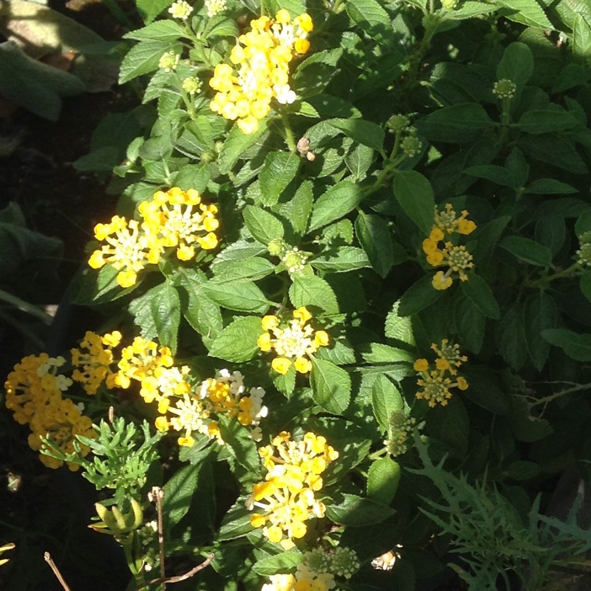 土管花壇がハゲました！