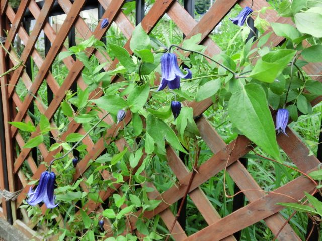 ロウグチの3番花