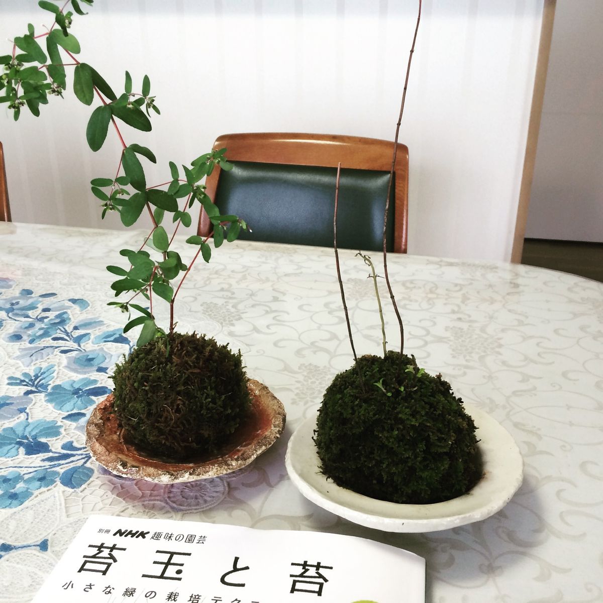 苔玉作り