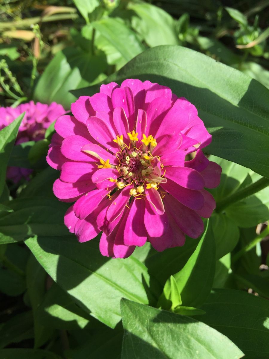 今日の花