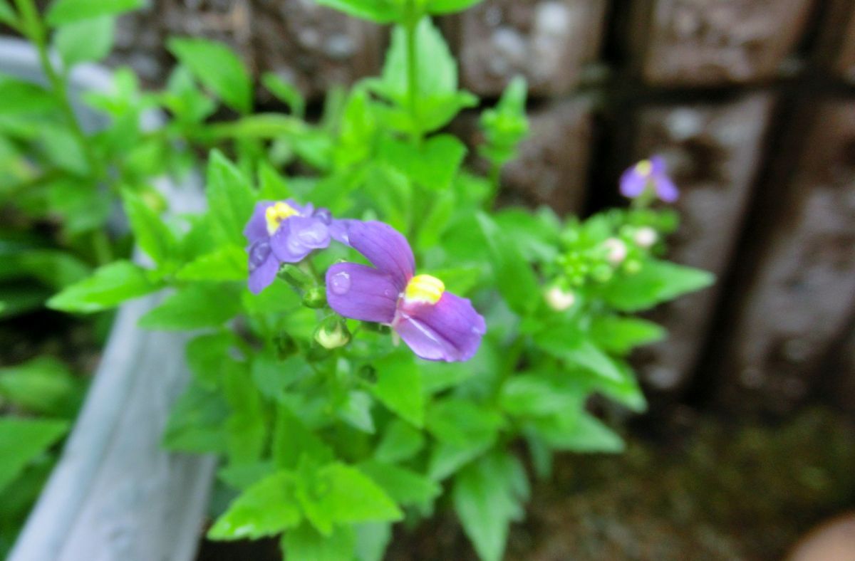 今日も雨・・・