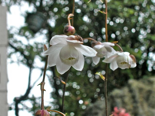 花が散る前に